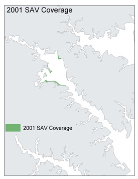 A map showing the 2001 SAV coverage in the Severn River.