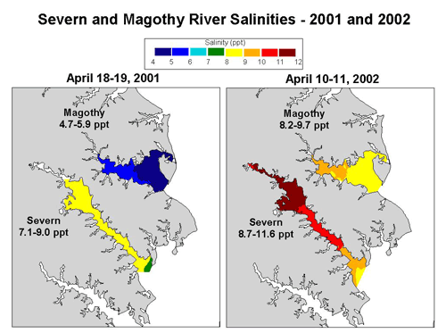 Graphic showing the range of salinities in the Magothy and Severn Rivers in 2001 and 2002.