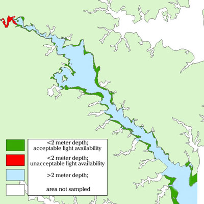 Graphic showing areas in rivers that are conducive for submerged aquatic bay grass growth.