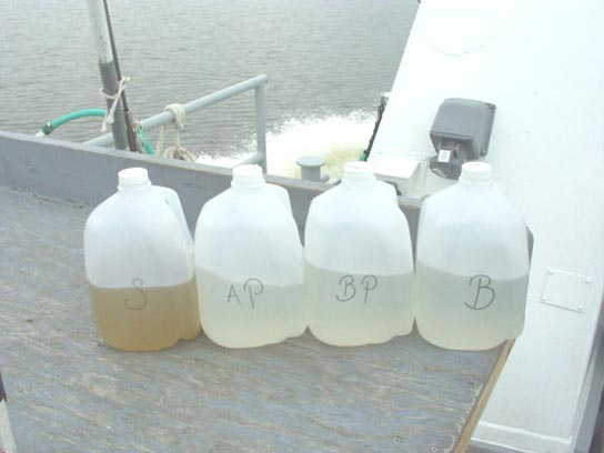 A photo of 4 water samples from LE1.1.  The surface sample is rich with Prorocentrum minimum and is much darker than the other three samples.