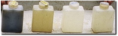 Water samples collected from a vertical profile of the water column in St. Leonard Creek, MD, on June 20, 2003. From left to right, samples were collected at the surface, then below the surface at 0.3 meters (1 ft), 1 meter and 2 meter depths.