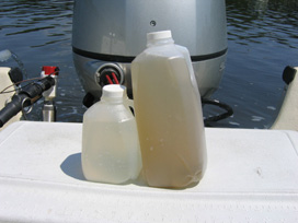 Water sample from the Corsica River containing Scrippsiella bloom