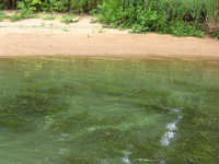 Example photograph of a Microcystis bloom.