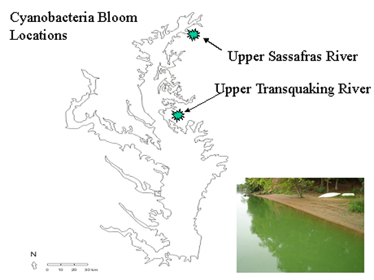 Map of cyanobacteria bloom locations; photo of cyanobacteria bloom on the upper Sassafras River
