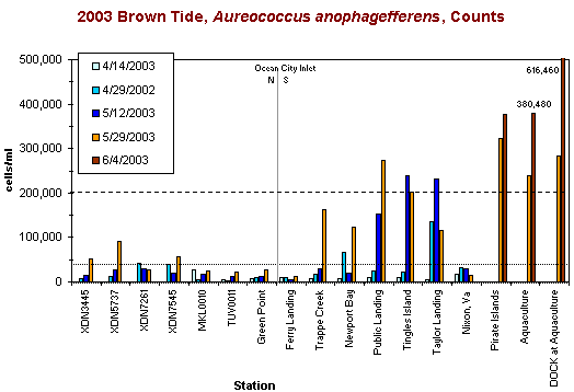 A bar graph showing Brown Tide, Aureococcus anophagefferens, counts for 2003.