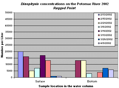 Dinophysis concentrations on the Potomac River near Ragged Point.