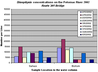 Dinophysis concentrations on the Potomac River near the Route 301 Bridge.