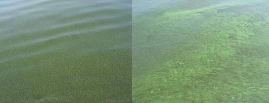 A photo of Microcystis blooms appearing patchy or thick like a carpet.