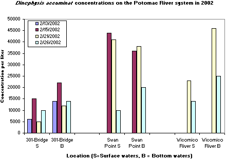 a graph showing Dinophysis accuminat concentrations on the Potomac River system in 2002