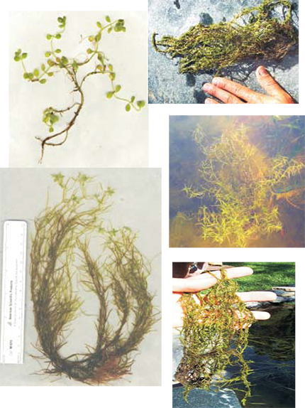 water starwort images