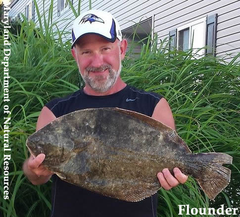 Preferred habitat flounder