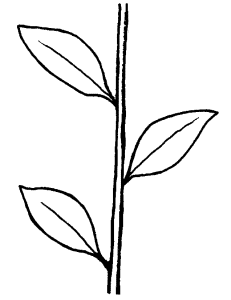 image of alternate leaf