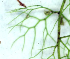bladderwort zoom