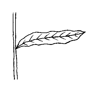curly pondweed image