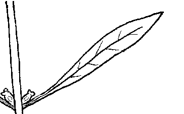 false loosestrife image