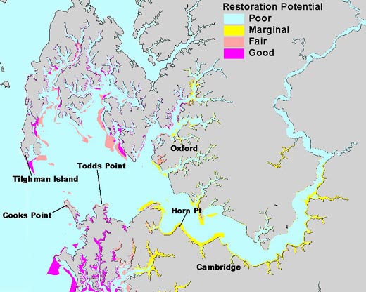 A map showing bay grass restoration potential on the Eastern Shore of Maryland around the Choptank River.