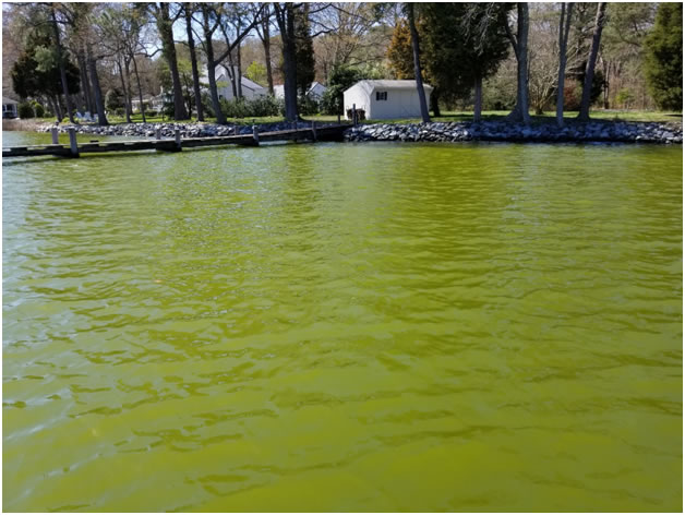 bright green water in Broad Creek on April 10