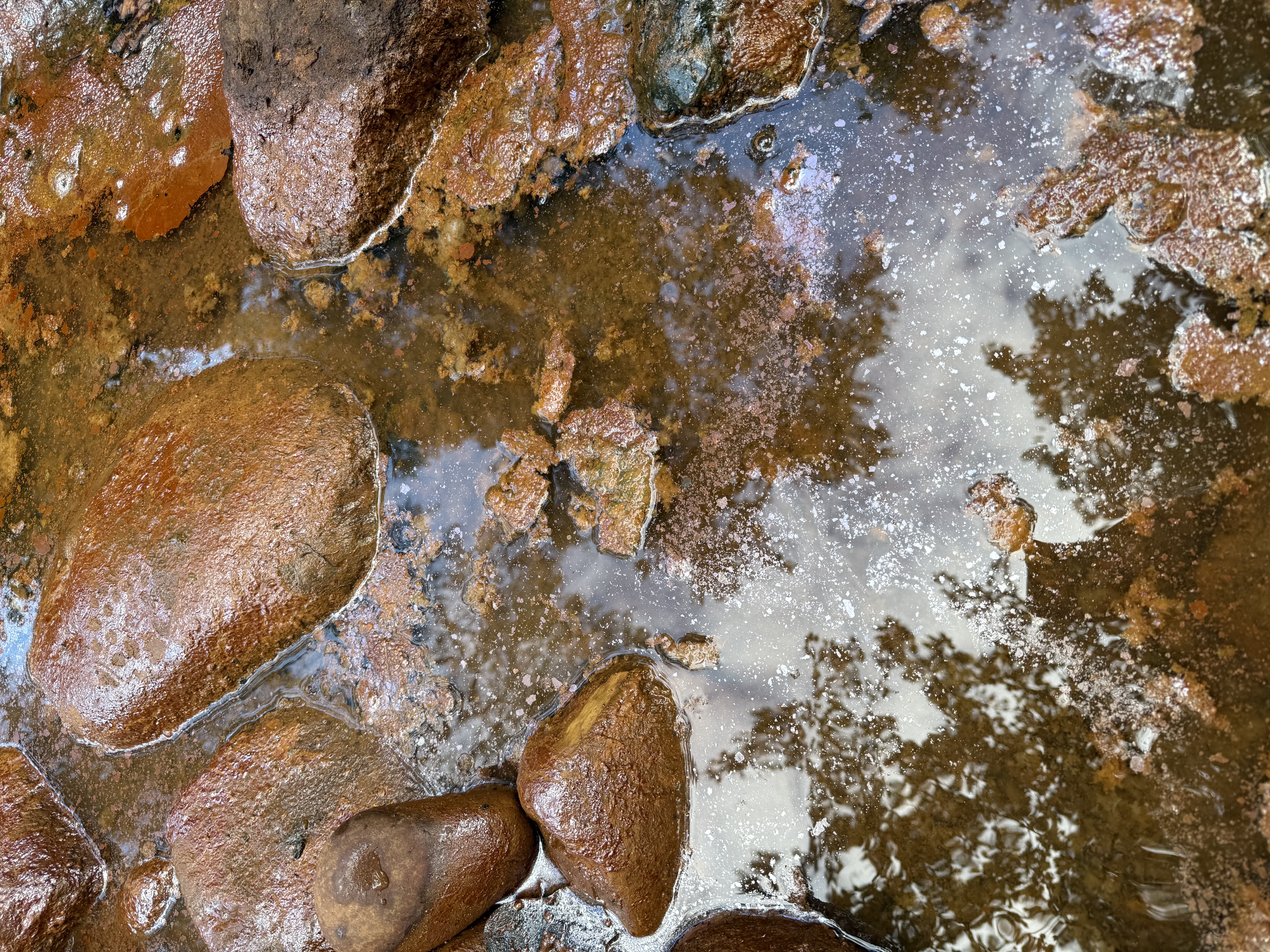 Benthic film iron flocc