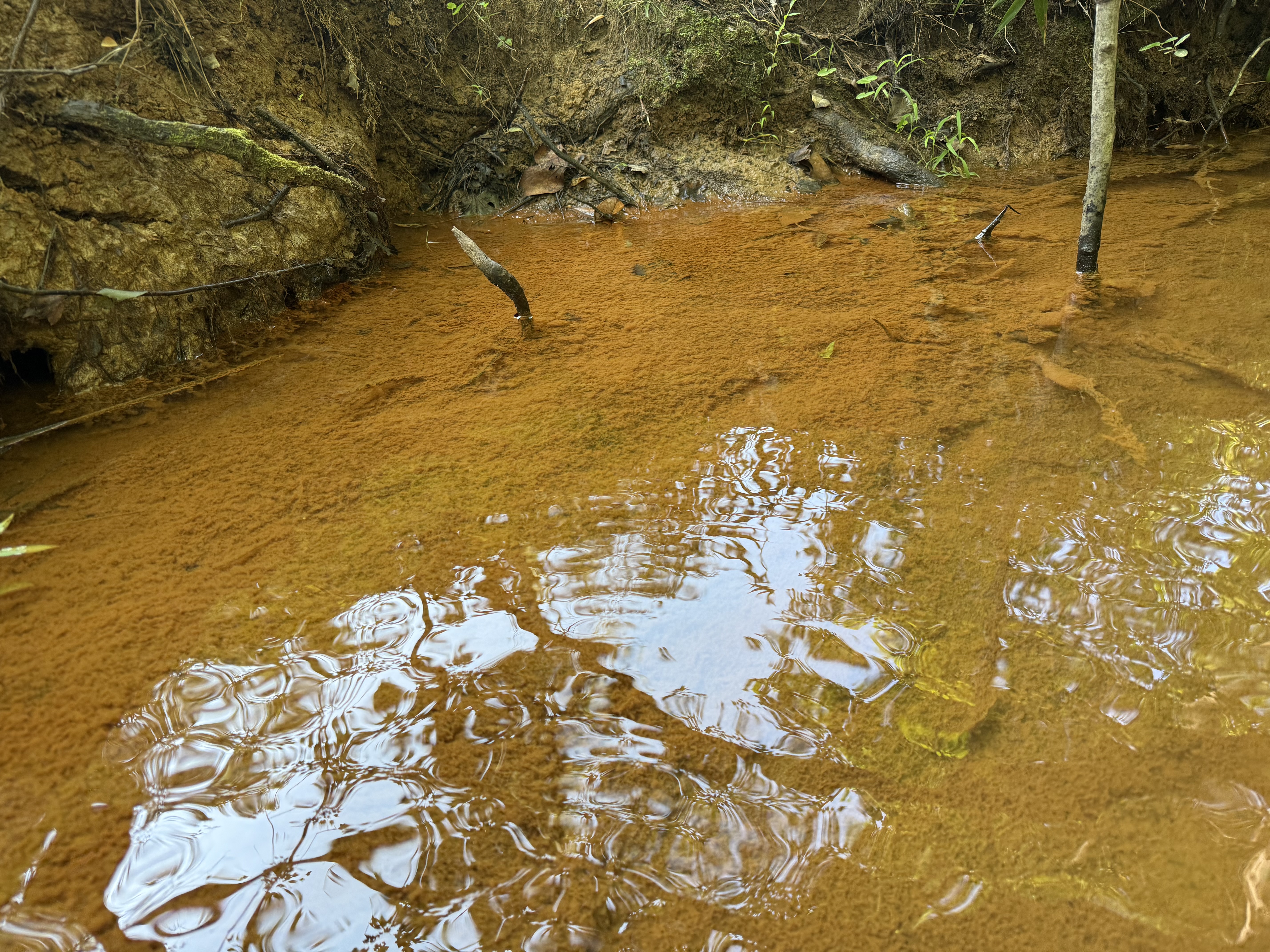 Benthic film iron flocc