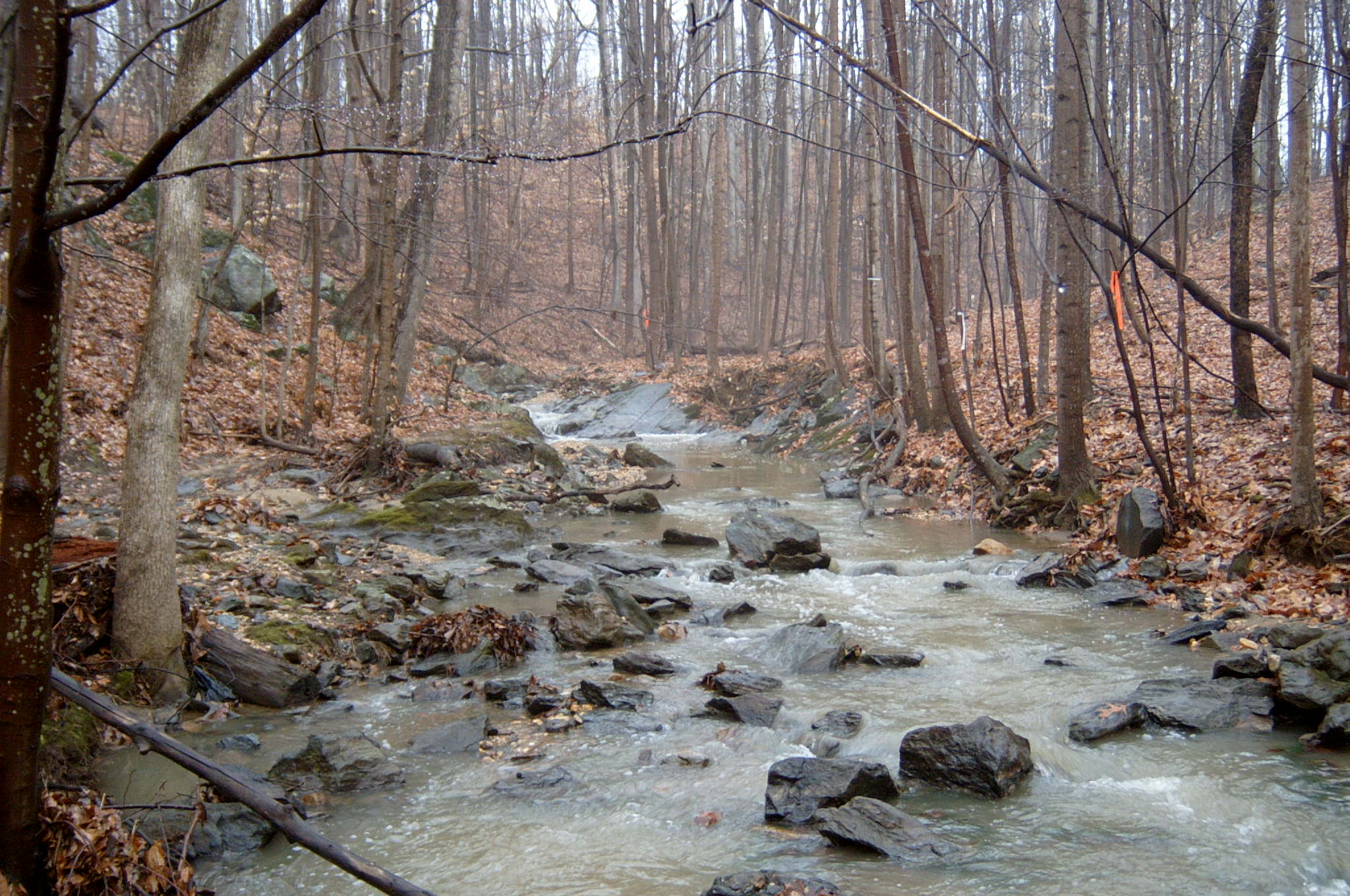 Field photo showing stream conditions at site ANAC-110-R-2004-1