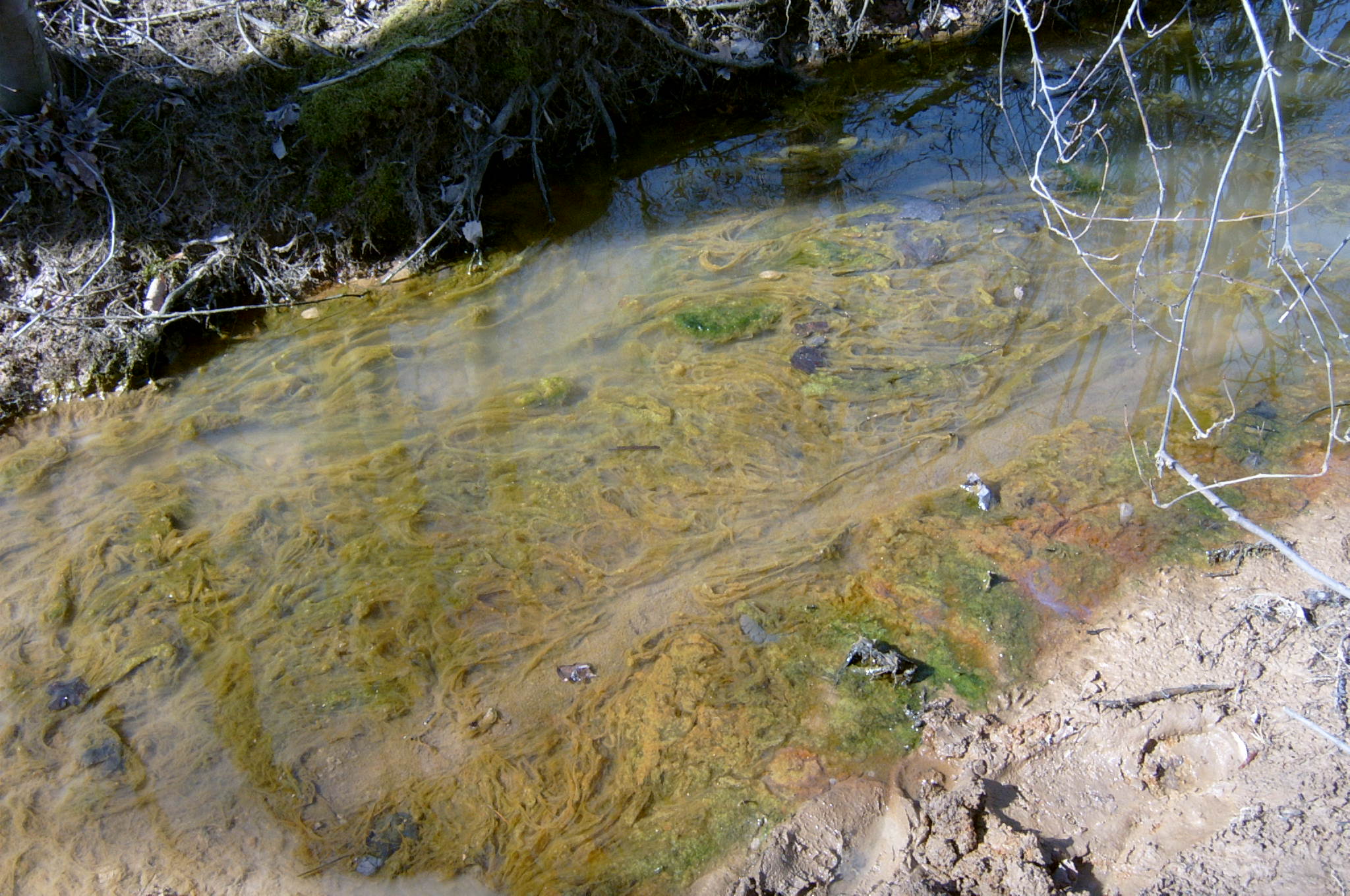 Field photo showing stream conditions at site ANAC-114-R-2004-18