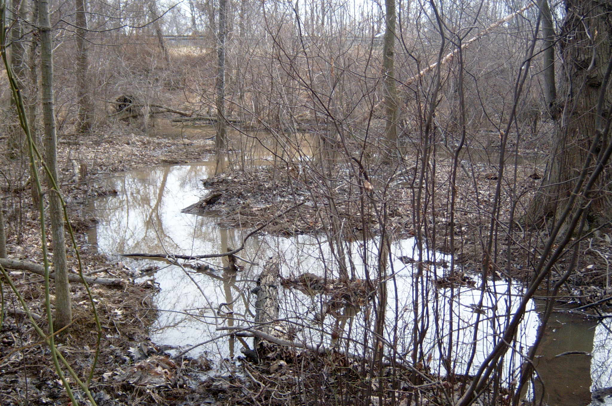 Field photo showing stream conditions at site ANAC-118-R-2004-39