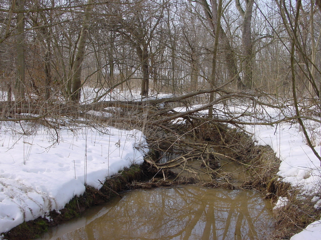 Field photo showing stream conditions at site ANTI-106-R-2003-1