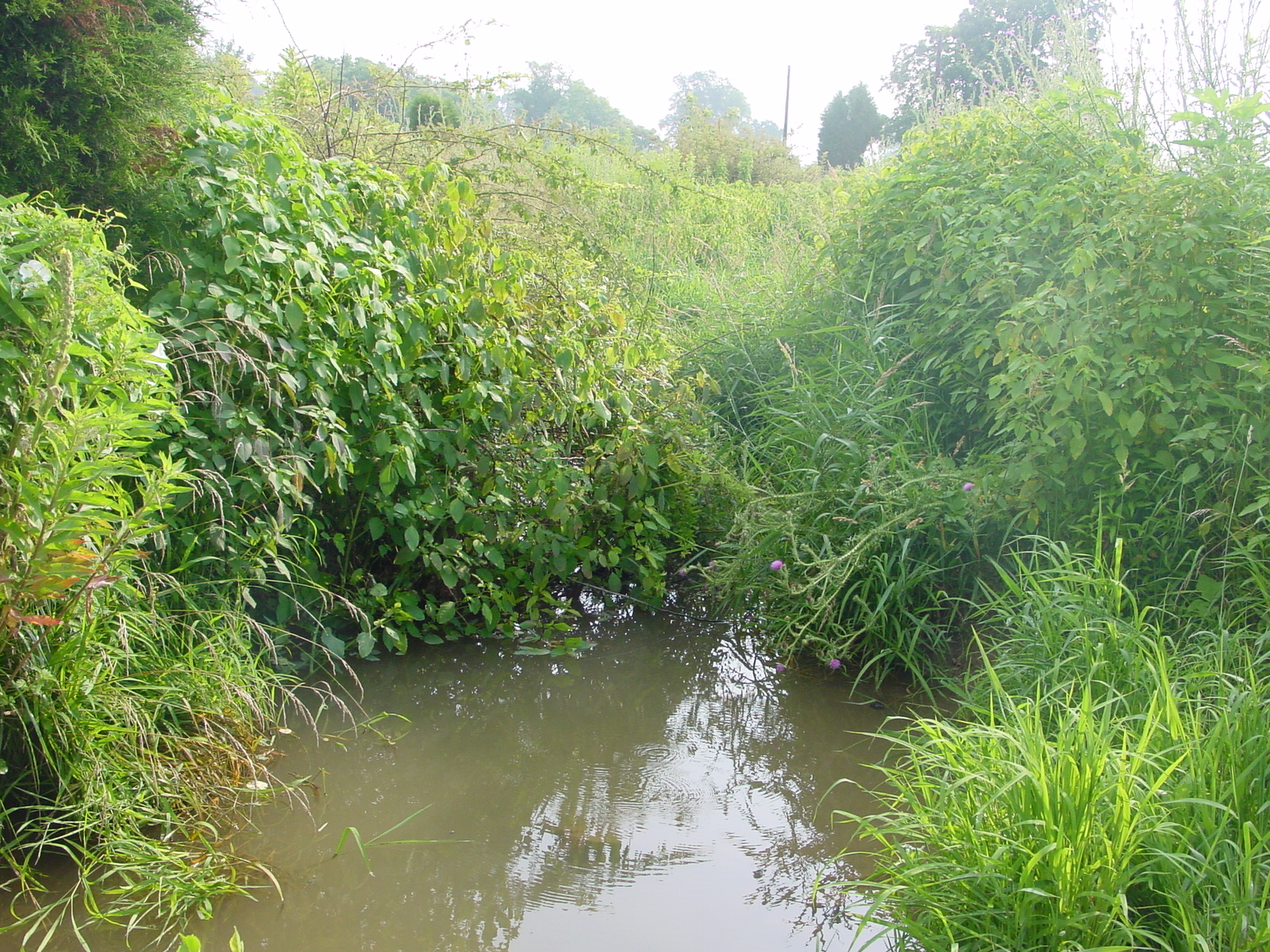 Field photo showing stream conditions at site ANTI-111-R-2003-5