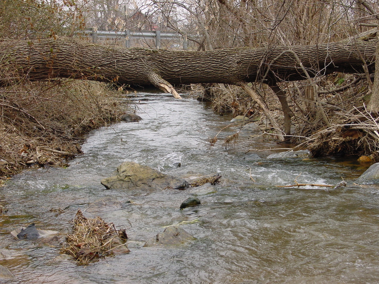 Field photo showing stream conditions at site ANTI-116-R-2003-2