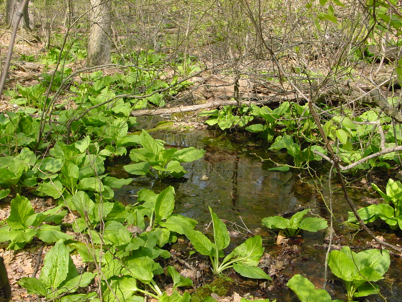 Field photo showing stream conditions at site ANTI-130-R-2003-1