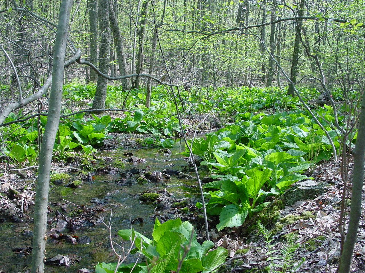 Field photo showing stream conditions at site ANTI-130-R-2003-2