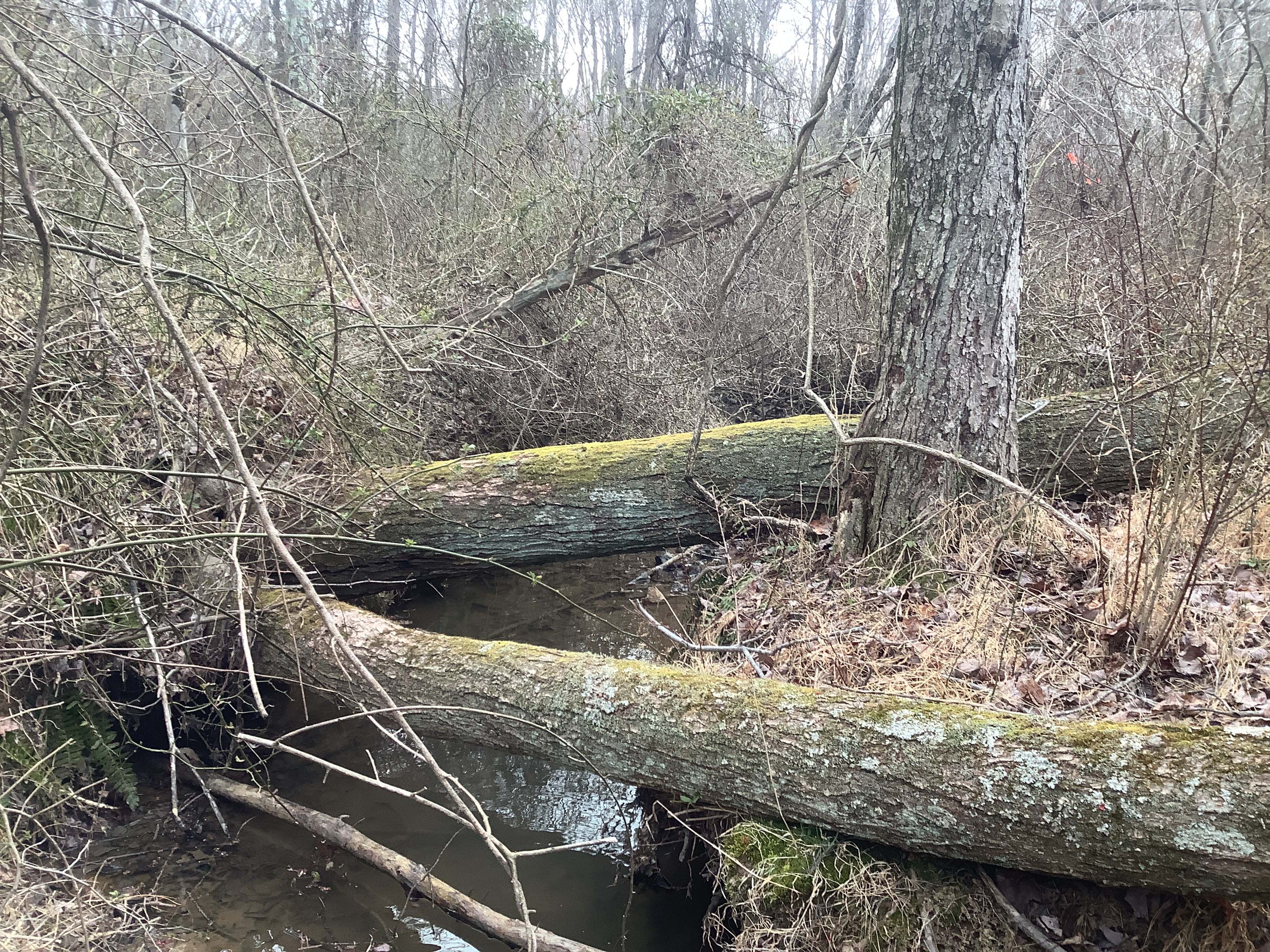 Field photo showing stream conditions at site ATKI-121-R-2023_Midpoint_facing_downstream