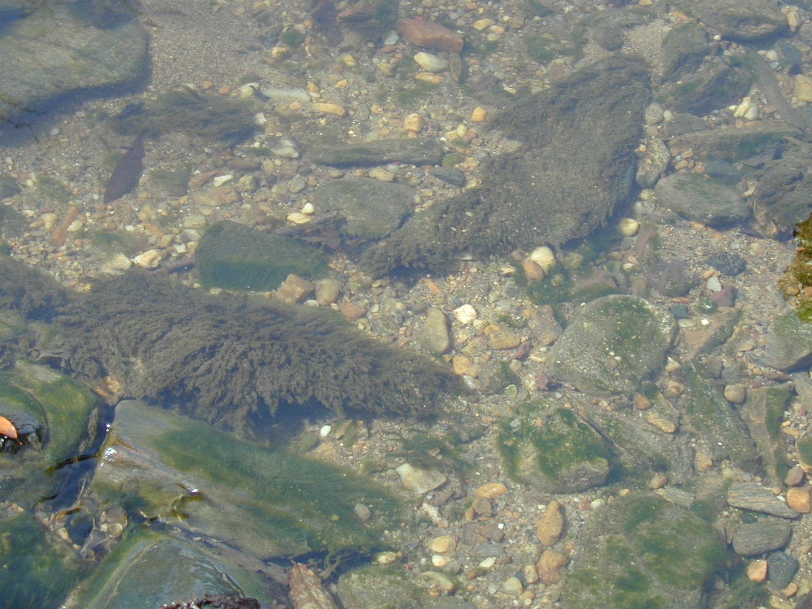 Field photo showing stream conditions at site BACK-110-R-2002-353