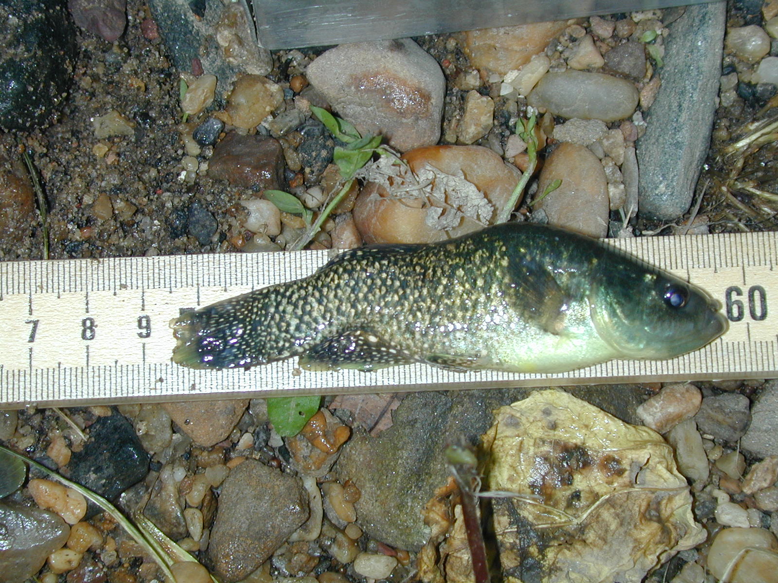 Field photo showing stream conditions at site BACK-112-R-2002-535