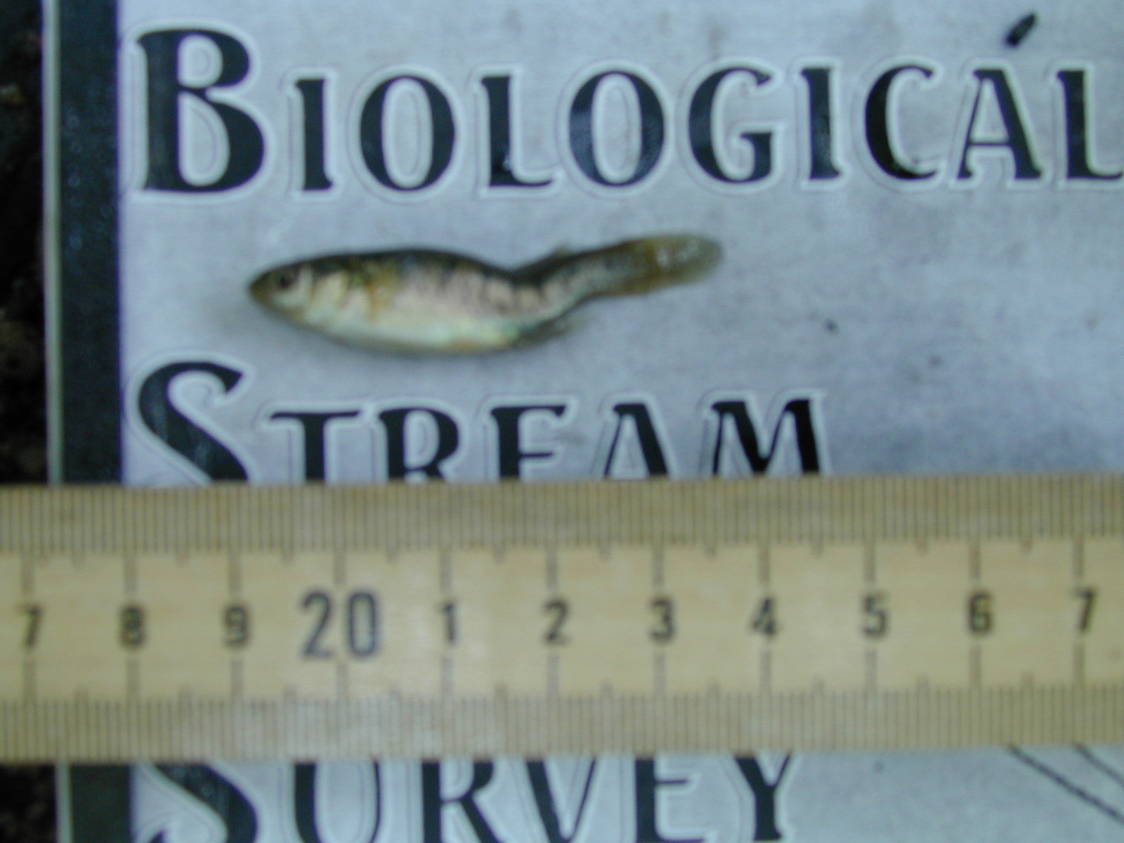 Field photo showing stream conditions at site BACK-112-R-2002-536