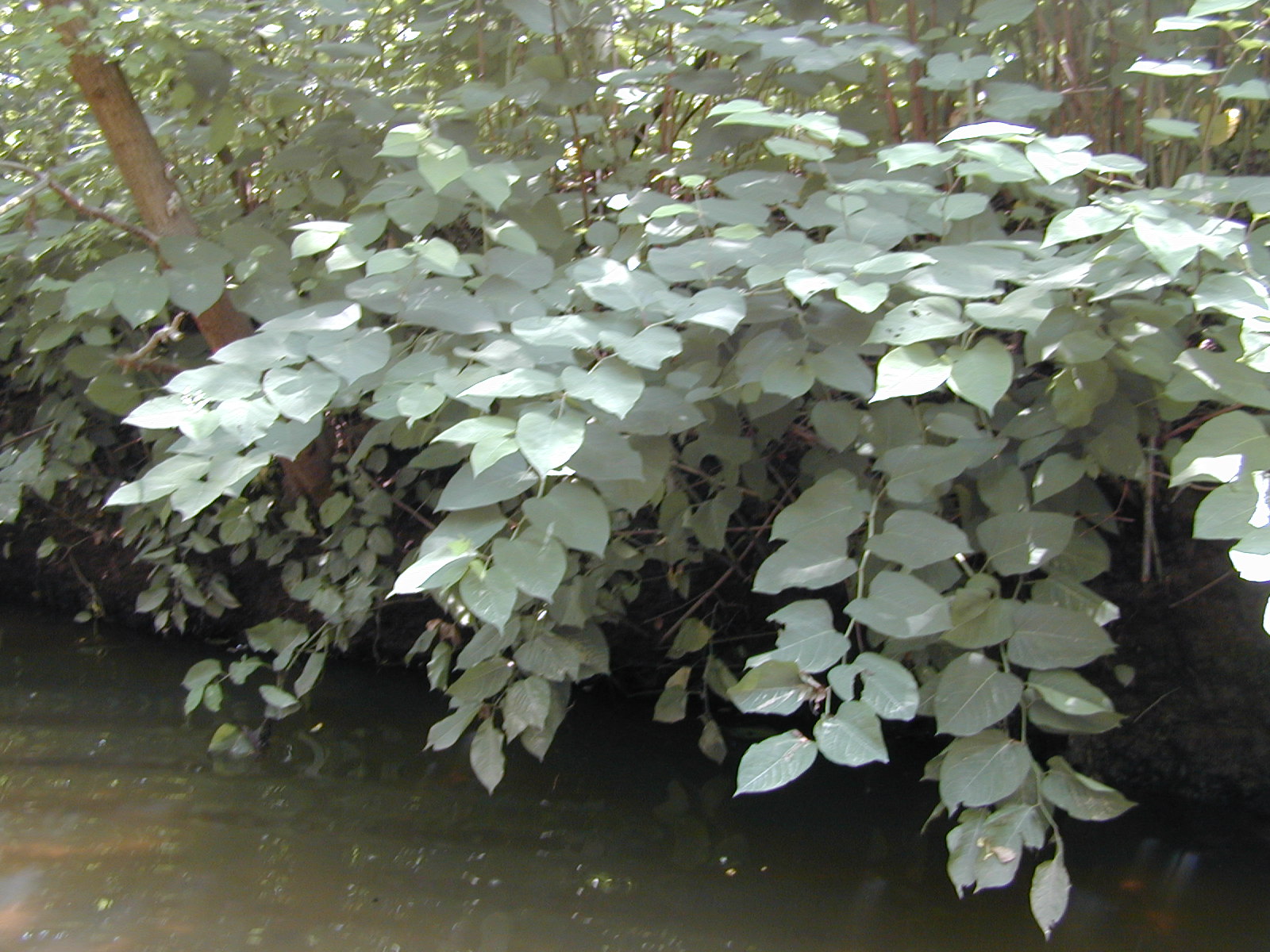 Field photo showing stream conditions at site BACK-203-R-2002-526