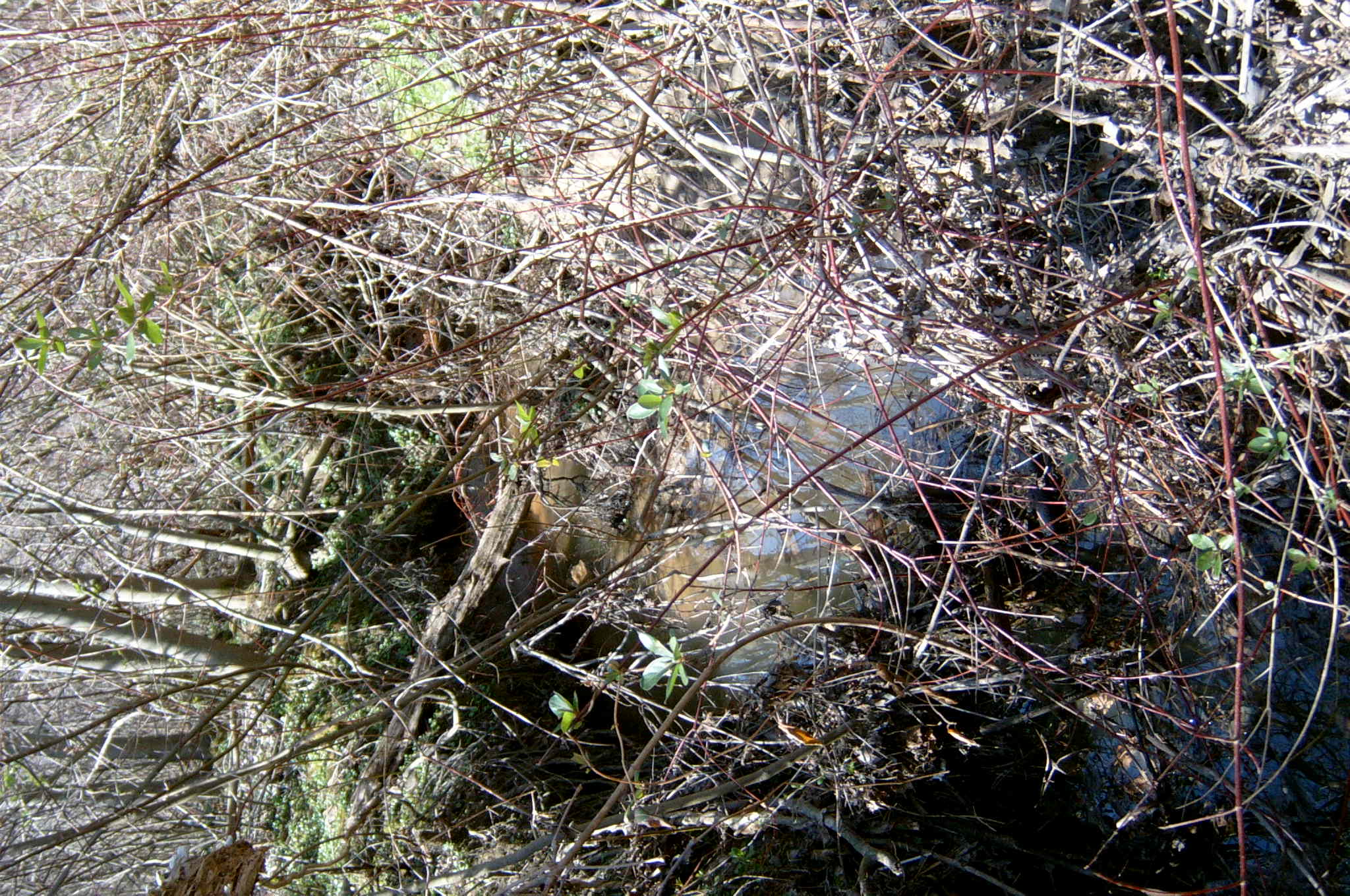 Field photo showing stream conditions at site BALT-108-R-2004-91
