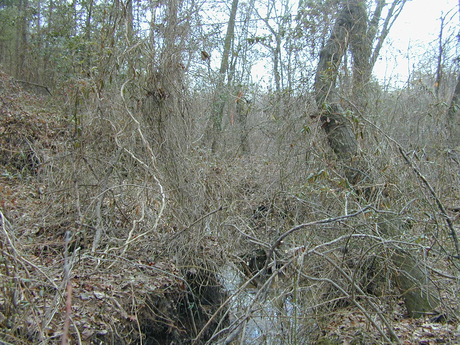 Field photo showing stream conditions at site BALT-113-R-2001-1