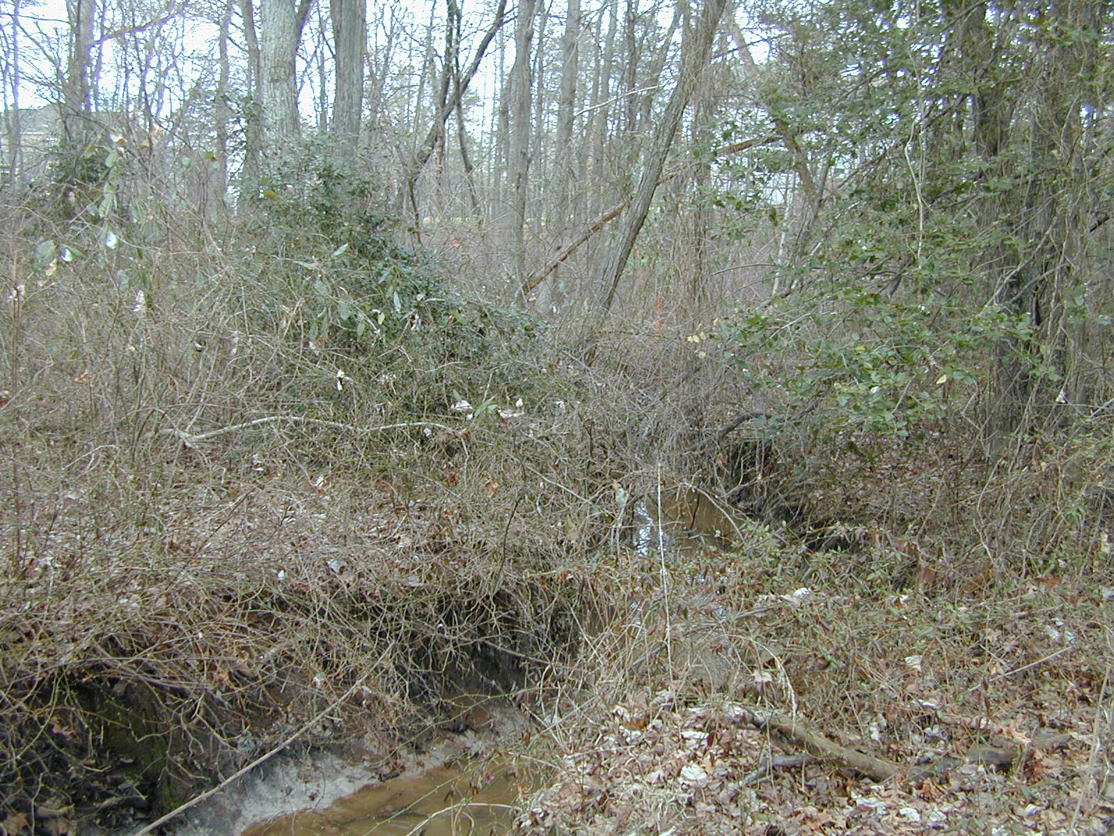 Field photo showing stream conditions at site BALT-113-R-2001-2