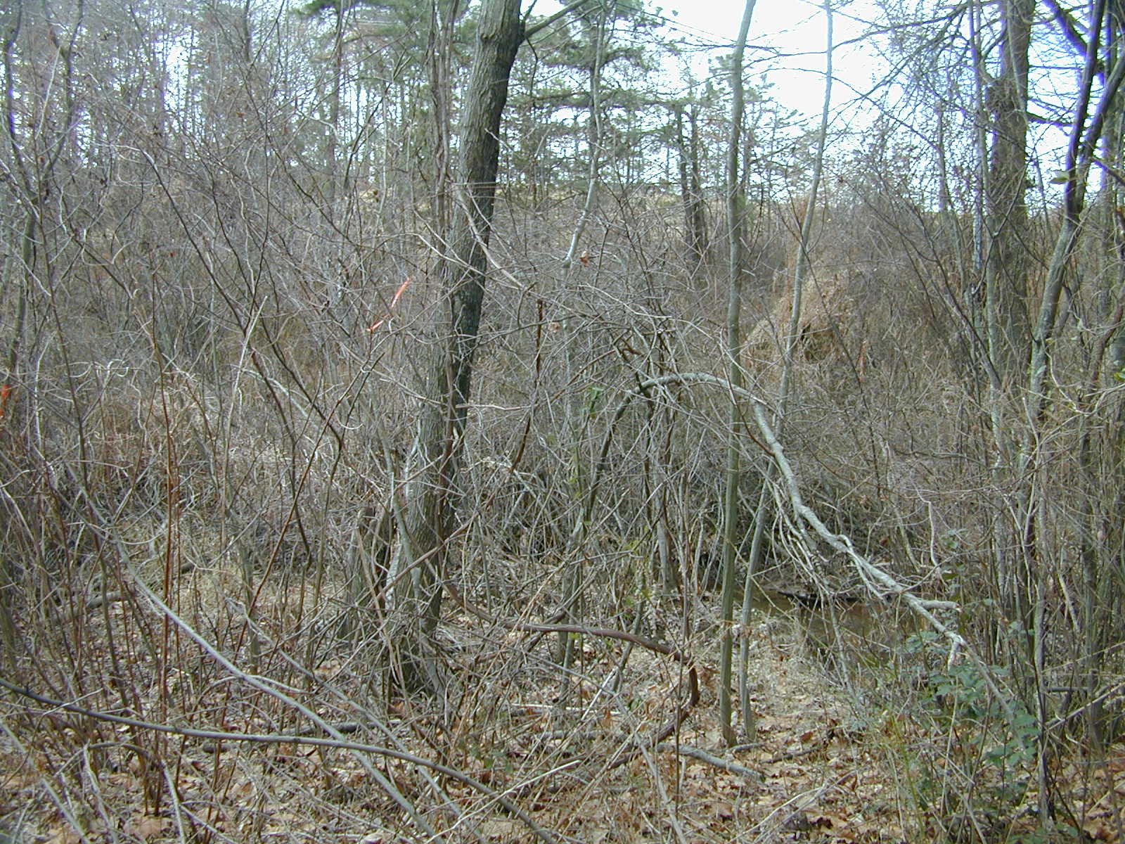 Field photo showing stream conditions at site BALT-113-R-2001-3