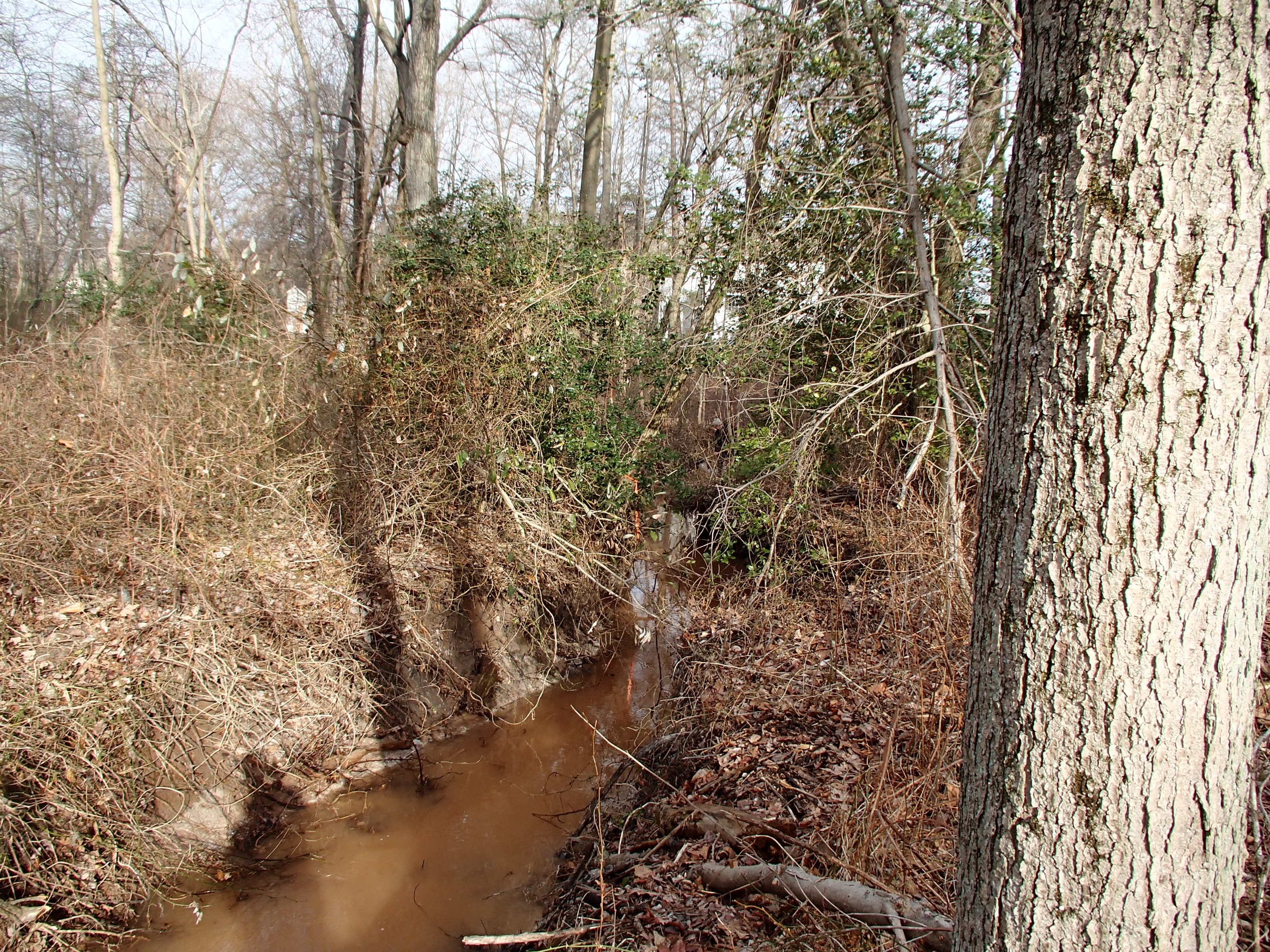 Field photo showing stream conditions at site BALT-113-R-2015_Midpoint-looking-downstream