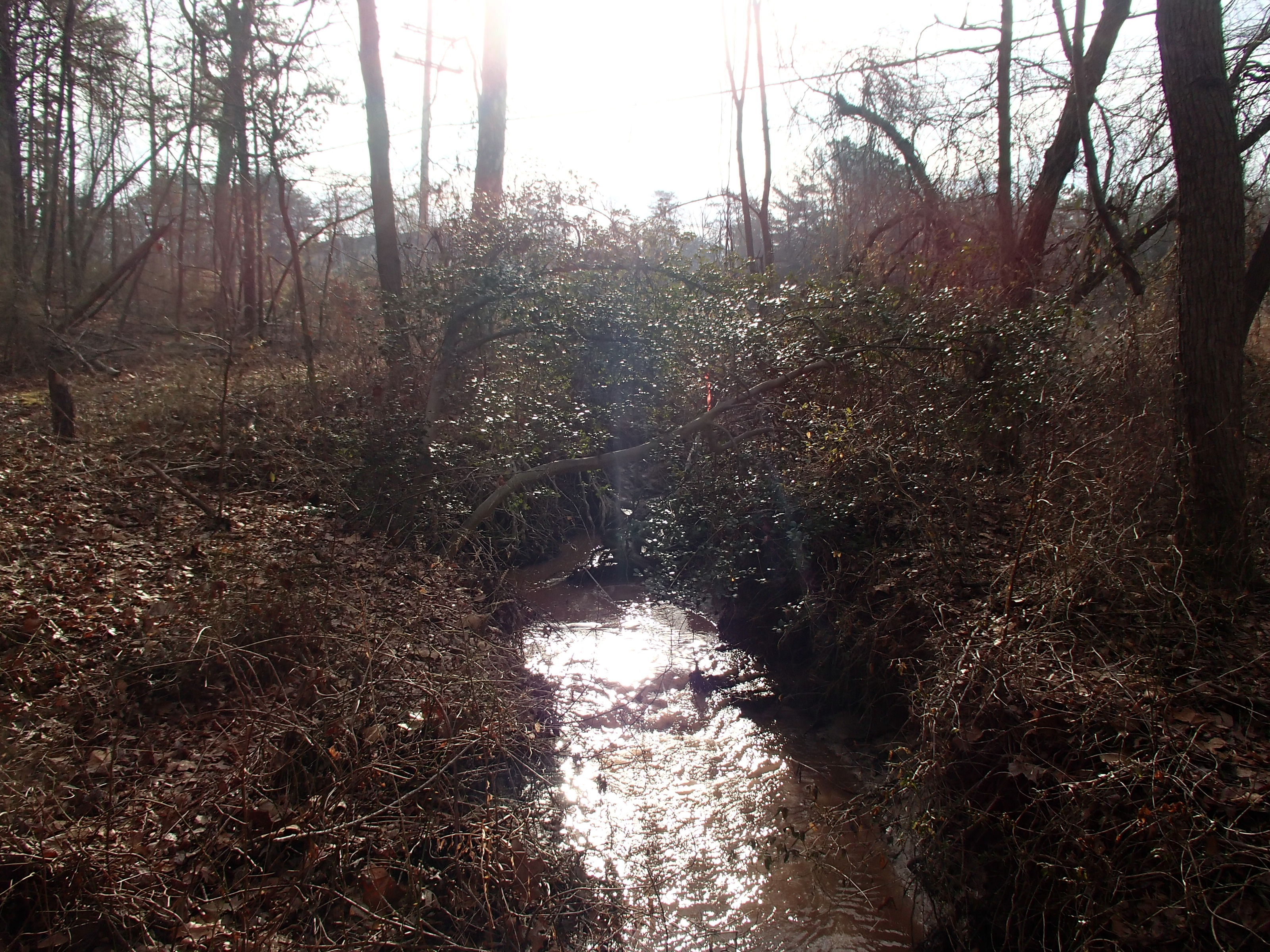 Field photo showing stream conditions at site BALT-113-R-2015_Midpoint-looking-upstream