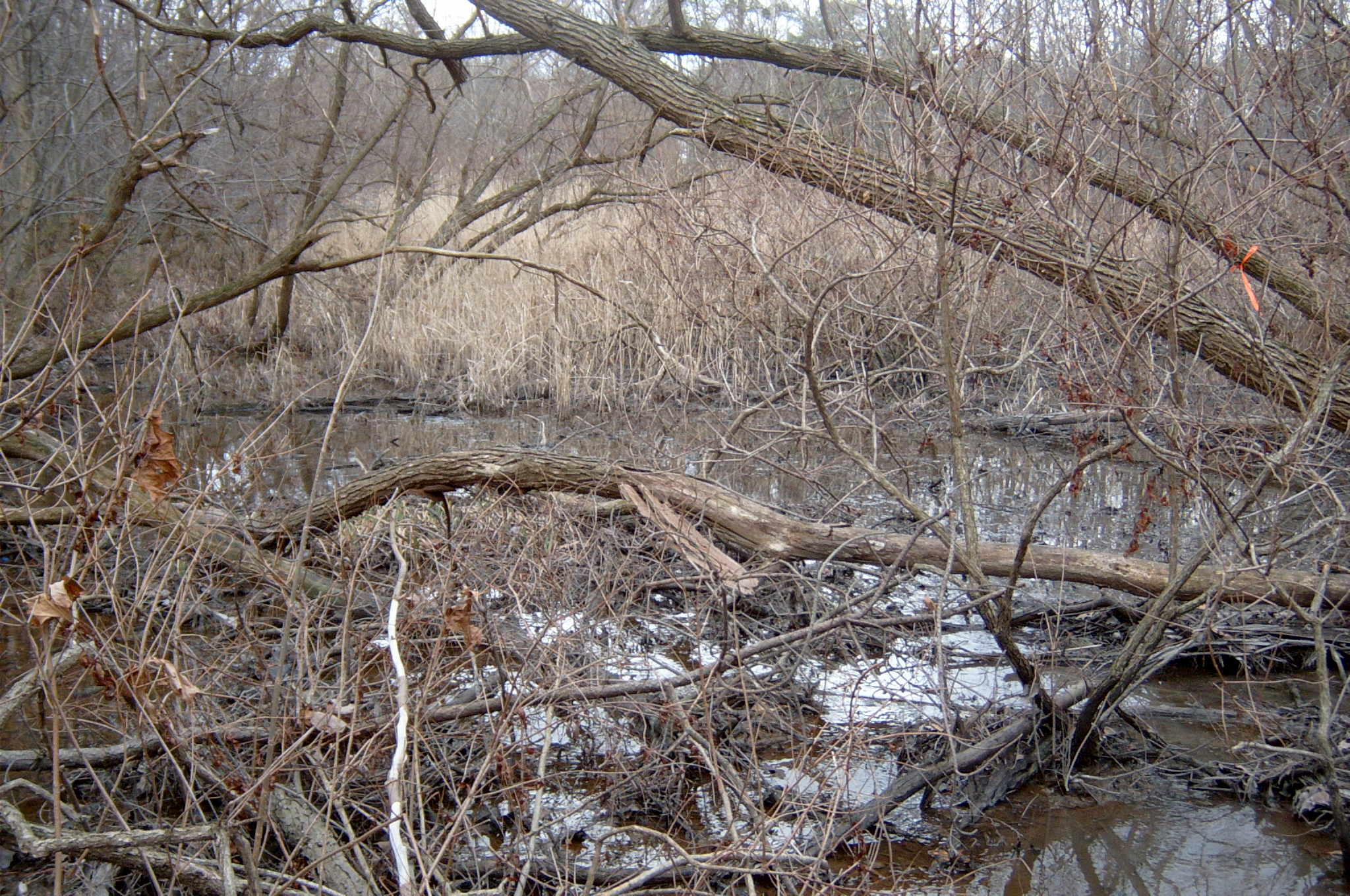 Field photo showing stream conditions at site BALT-117-R-2004-80