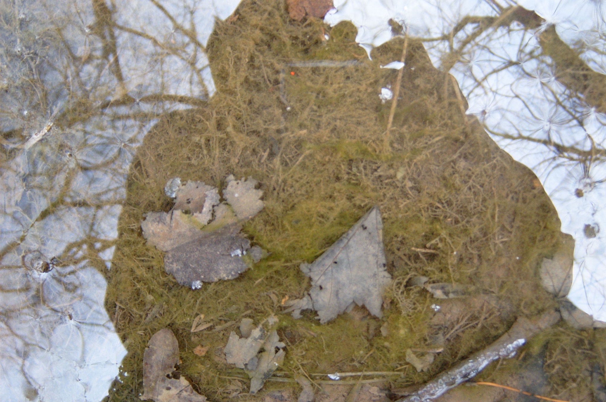 Field photo showing stream conditions at site BALT-117-R-2004-81