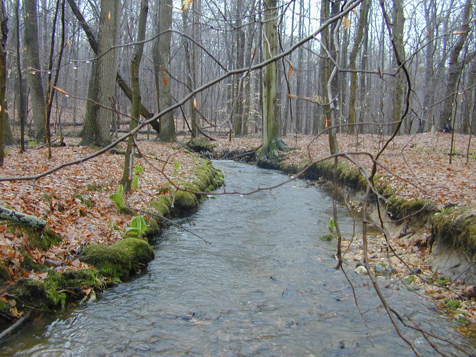 Field photo showing stream conditions at site BELK-110-R-2003-0990