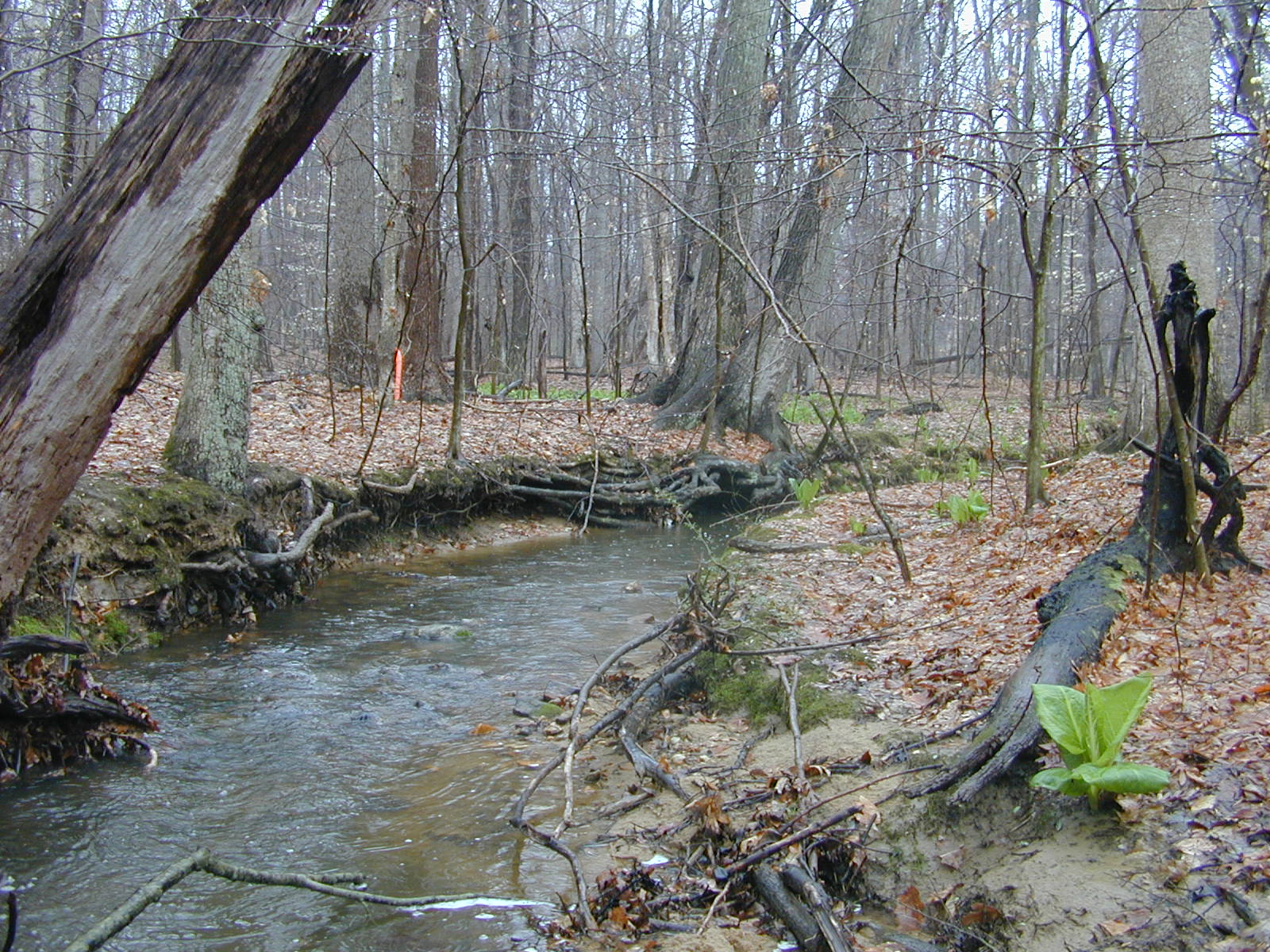 Field photo showing stream conditions at site BELK-110-R-2003-0991