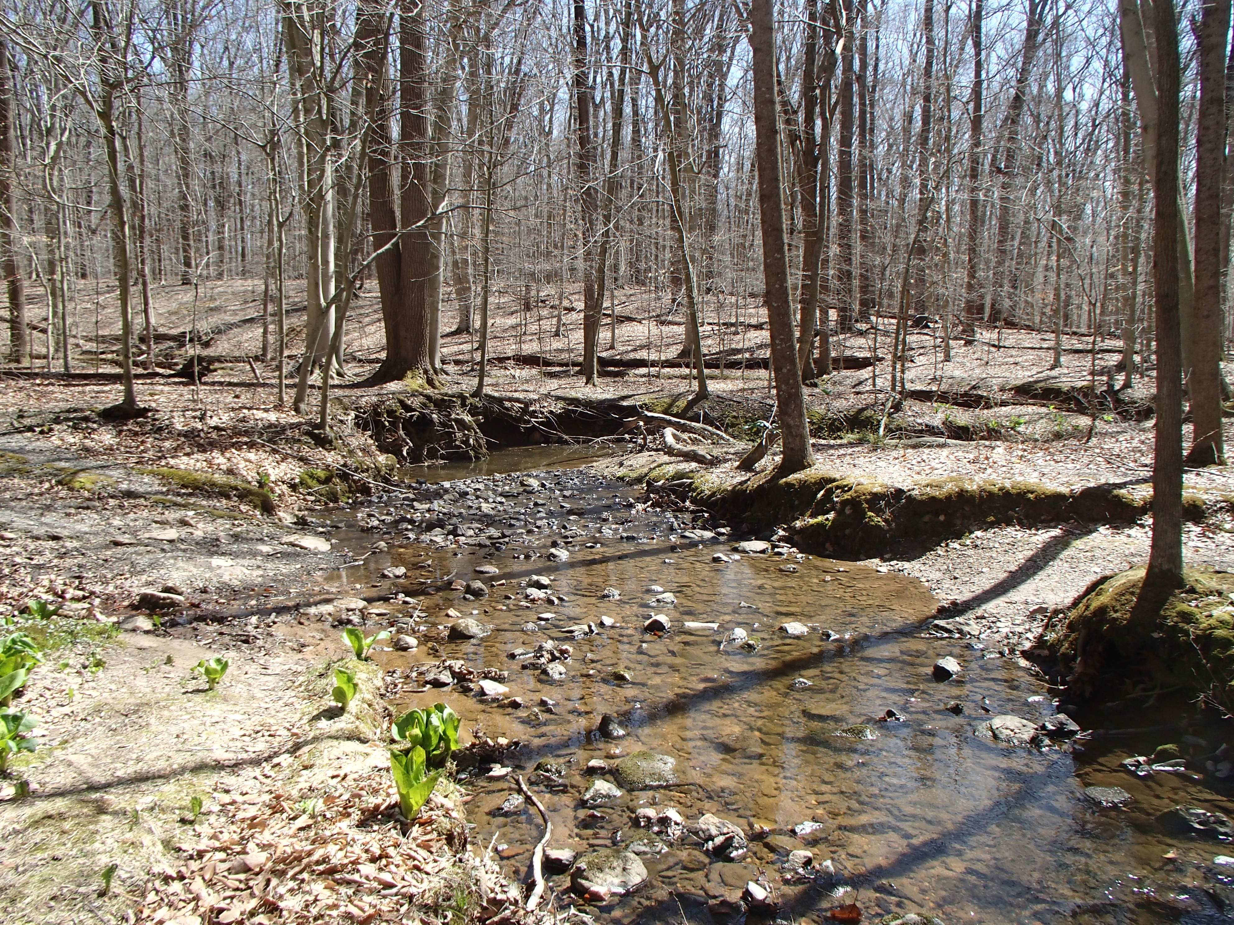 Field photo showing stream conditions at site BELK-110-R-2017-MidpointFacingDownstream