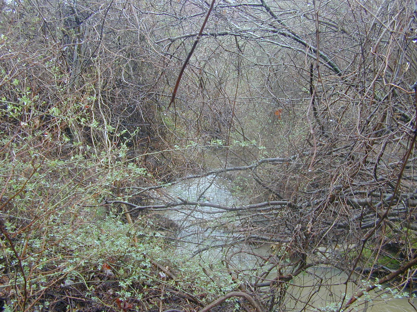 Field photo showing stream conditions at site BELK-116-R-2003-0992