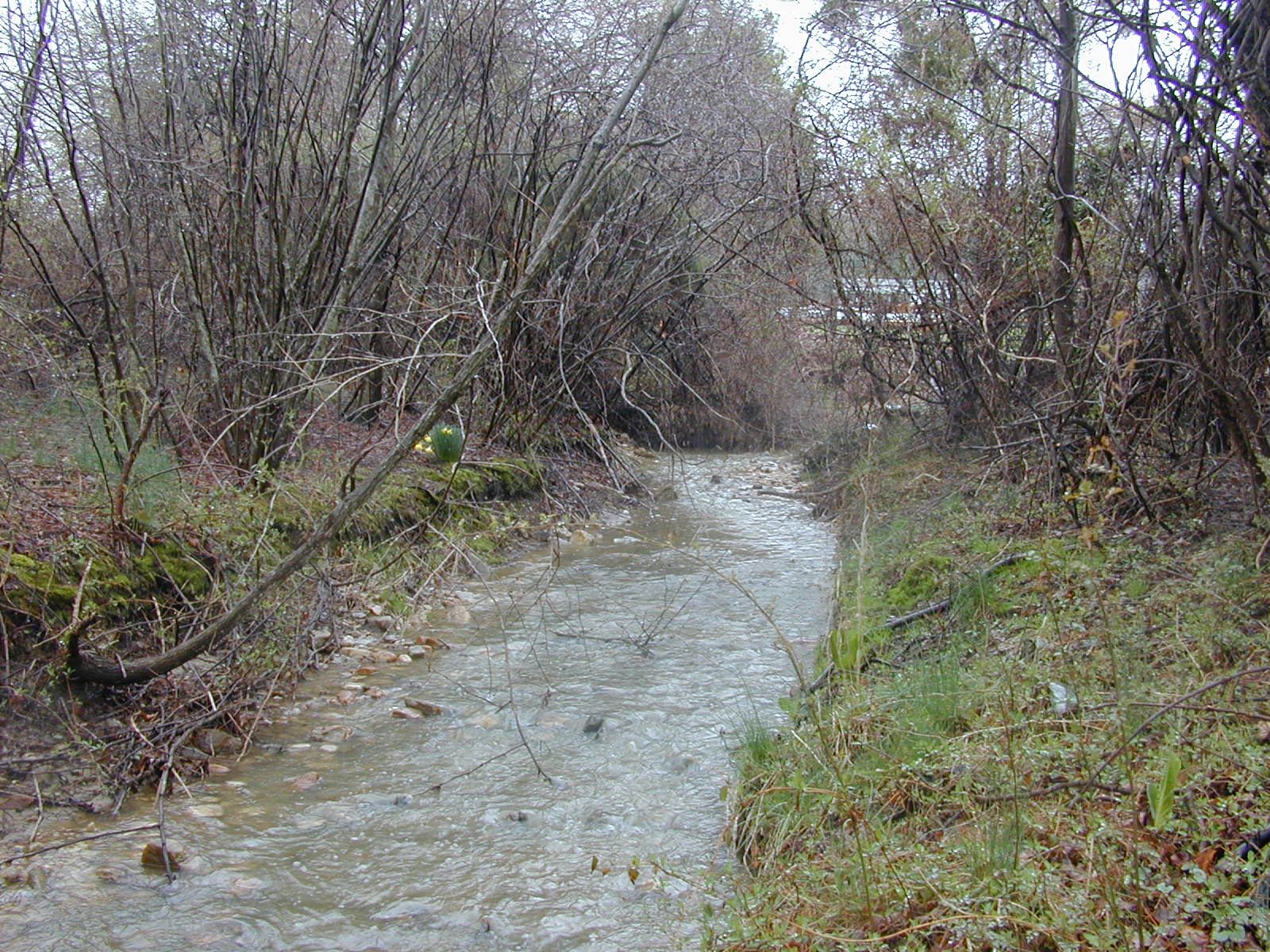 Field photo showing stream conditions at site BELK-116-R-2003-0993