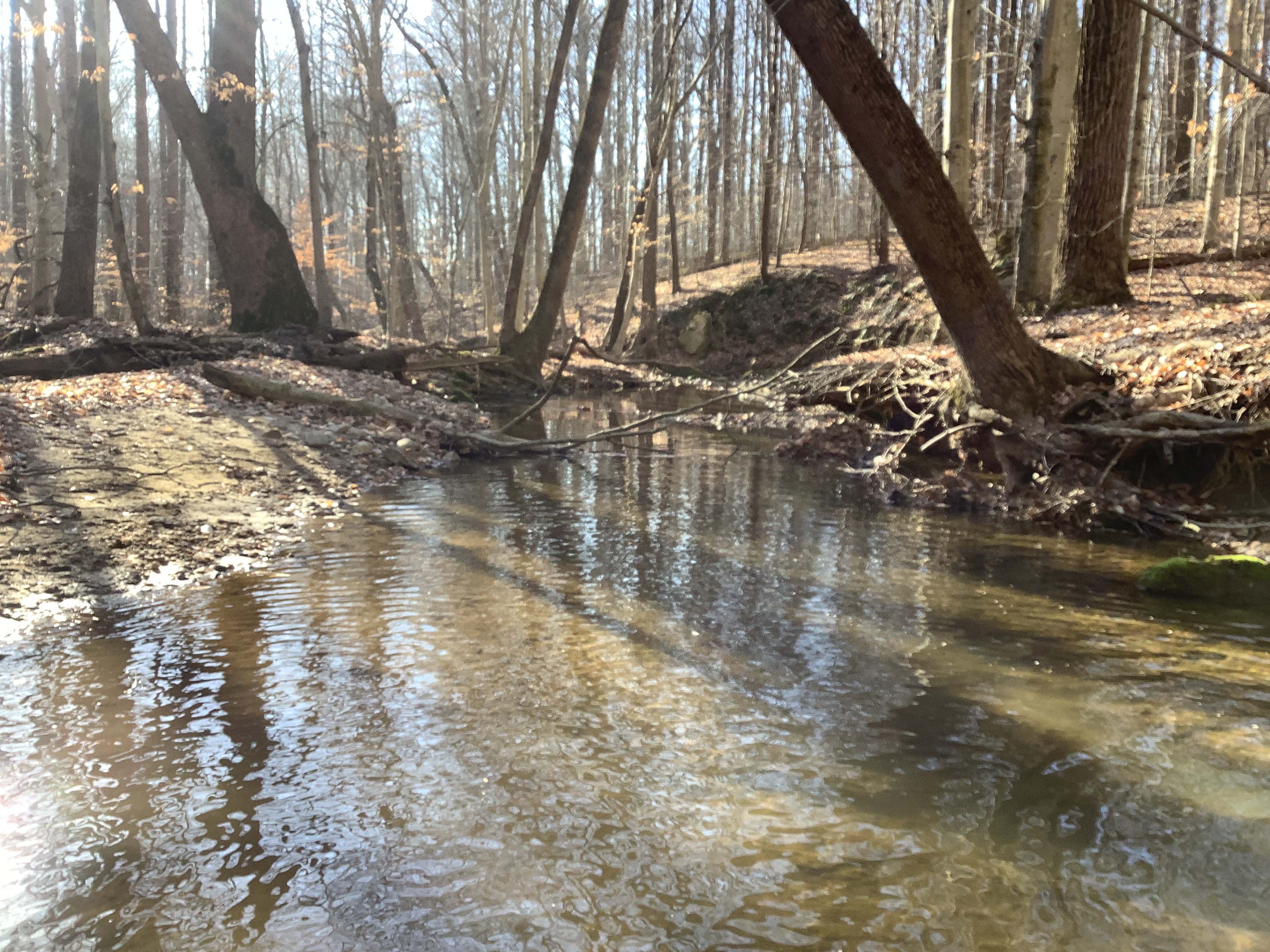 Field photo showing stream conditions at site BELK-221-R-2023-MidpointLookingDownstream